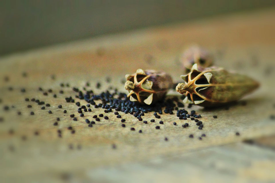 A close-up of poppy seeds spilling out of a seed pod