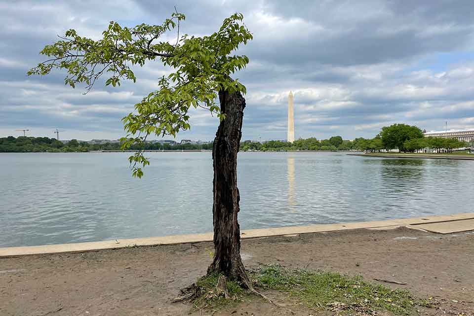A photograph of a tree, freshly pruned, on the National Mall in Washington, D. C.